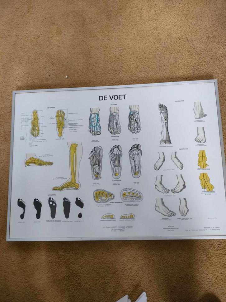 De voet, anatomische weergave van de voet., Huis en Inrichting, Woonaccessoires | Schilderijen, Tekeningen en Foto's, 50 tot 75 cm