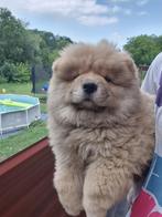 Chow chow pup te koop, Dieren en Toebehoren, 15 weken tot 1 jaar, Reu, Poolhond, Eén hond