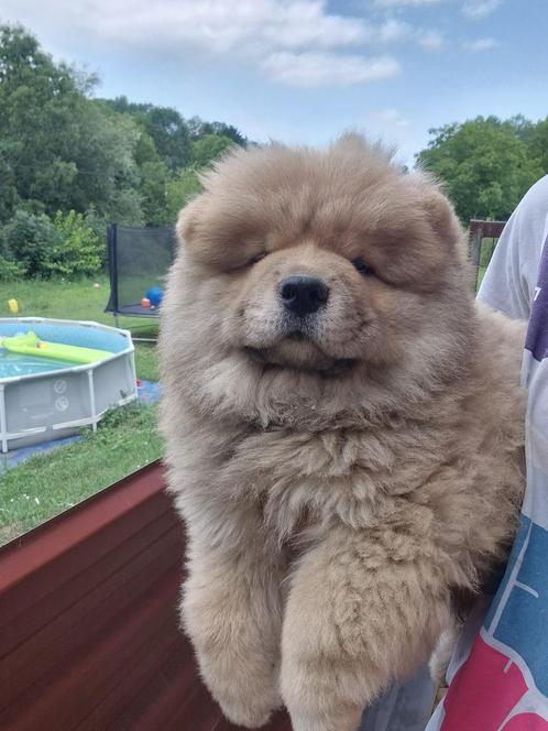 Chow chow pup te koop, Dieren en Toebehoren, Honden | Poolhonden, Keeshonden en Oertypen, Reu, Poolhond, Particulier, Eén hond