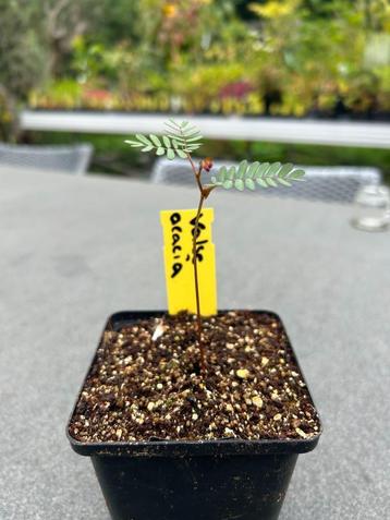 Robinia pseudoacacia, Doornloos. Valse Acacia, Bio beschikbaar voor biedingen