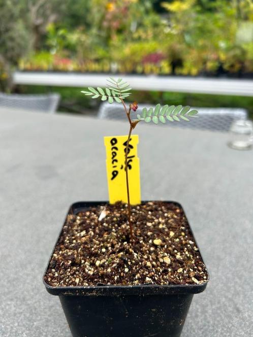 Robinia pseudoacacia, Doornloos. Valse Acacia, Bio, Tuin en Terras, Planten | Bomen, Overige soorten, Minder dan 100 cm, Volle zon