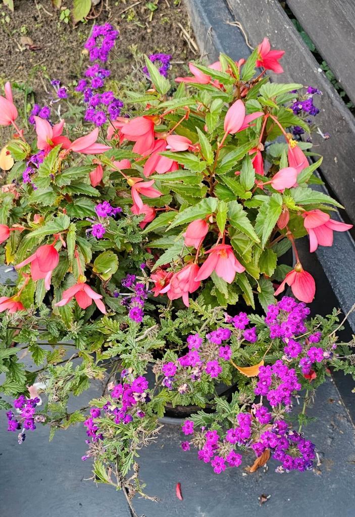 Icecool Tristar 45 C Koelbox - ZGAN!, Tuin en Terras, Planten | Tuinplanten, Ophalen