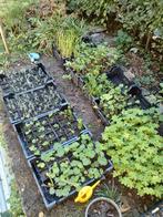 Vaste planten uit eigen kwekerij - P9 potjes, Ophalen, Bodembedekkers, Vaste plant, Halfschaduw