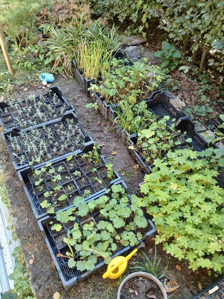 Vaste planten uit eigen kwekerij - P9 potjes, Tuin en Terras, Planten | Tuinplanten, Vaste plant, Bodembedekkers, Halfschaduw