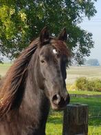 Super Lieve ruin 1,52 cm, Dieren en Toebehoren, Paarden, Gechipt, Minder dan 160 cm, B, Ruin