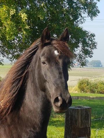 Super Lieve ruin 1,52 cm beschikbaar voor biedingen