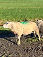 Mooie engelse texelaar, Dieren en Toebehoren, Schapen, Geiten en Varkens, Mannelijk, Schaap