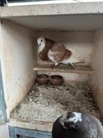 Geelbonte doffer, Dieren en Toebehoren, Vogels | Duiven, Mannelijk, Kropper