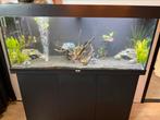 Aquarium 240 liter incl vissen, Ophalen, Zo goed als nieuw, Gevuld zoetwateraquarium