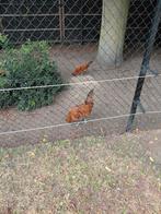 Diverse grote brabanter, Dieren en Toebehoren, Meerdere dieren, Kip