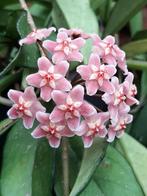 Hoya carnosa roze, grote wasbloem plant in hangpot, Overige soorten, Minder dan 100 cm, Bloeiende kamerplant, Halfschaduw
