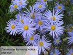 Herfstaster paars, zomeraster lila blauw en wit, Ophalen, Vaste plant