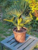 Trachycarpus wagnerianus palmboom | tot 45 cm | €19,99, Lente, Minder dan 100 cm, Palmboom, Ophalen