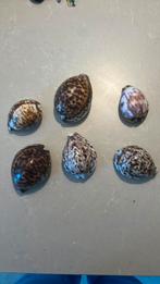 Kauri schelpen, Ophalen of Verzenden