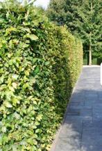 Beukenhaag - Beukenhagen - Haagbeuk - Haagbeuken, Tuin en Terras, Planten | Tuinplanten, Ophalen of Verzenden, Bloeit niet, Overige soorten