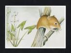 Dwergmuis Pijlkruid Natuur, Henk van der Vrande., Ophalen of Verzenden, 1980 tot heden, Ongelopen, Wild dier