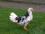2 prachtige bonte leghorn hennen, Dieren en Toebehoren, Pluimvee, Vrouwelijk, Kip