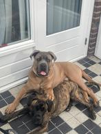 Cane Corso pups 7-sept-25 pups boerboel, Dieren en Toebehoren, Rabiës (hondsdolheid), Overige rassen, 8 tot 15 weken, Meerdere