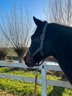 Grondwerk les/verzorgpaard aangeboden / verzorgster gezocht