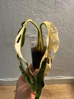 Monstera Adansonii variegata twee stekken #4, Huis en Inrichting, Kamerplanten, Ophalen of Verzenden, Overige soorten, Minder dan 100 cm