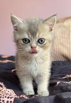 Prachtige Britse Korthaar kittens, Blue Golden Shaded, Dieren en Toebehoren, Katten en Kittens | Raskatten | Korthaar, Meerdere dieren