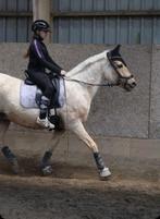 Verzorg pony/paard gezocht  Alkmaar omgeving!, Ophalen of Verzenden, Nieuw