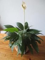 Spathiphyllum - Lepelplant, Huis en Inrichting, Kamerplanten, Ophalen, Halfschaduw, Minder dan 100 cm