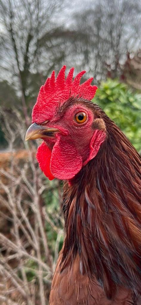 Haan krielBarneveldder, mahoniebruin, Dieren en Toebehoren, Pluimvee, Kip, Mannelijk