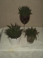3 MOOIE VETPLANTEN, Huis en Inrichting, Kamerplanten, Ophalen, Vetplant, Minder dan 100 cm