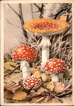 VHK, Jan Voerman, vier paddestoelen 1950, Verzamelen, Ansichtkaarten | Themakaarten, Verzenden, 1940 tot 1960, Gelopen, Overige thema's