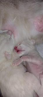 Savannah kittens F7 zuiver ras met stamboom., Dieren en Toebehoren, Katten en Kittens | Raskatten | Korthaar, Kater, Gechipt, 0 tot 2 jaar