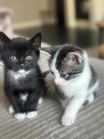 Schattig x maincoon kittens, Meerdere dieren