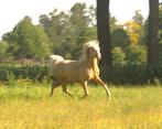2 toekomstige D sport pony’s  Welsh NWR/NRPS, Dieren en Toebehoren, Pony's, Dressuurpony, 0 tot 2 jaar, Hengst, Onbeleerd