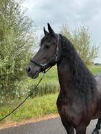 Indrukwekkende Friese merrie – 9 jaar  1.70m Super karakter, Merrie, Gechipt, Dressuurpaard, 170 tot 175 cm