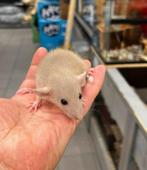 Jonge tamme mannetjes dwergratten( fokker, geen groothandel), Dieren en Toebehoren, Knaagdieren, Rat, Mannelijk, Juli, Tam