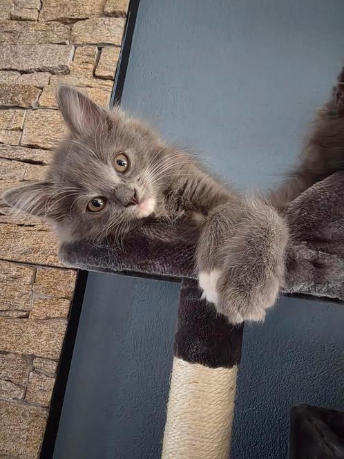 X mainecoon/ragdoll kittens ♡♡♡mogen per direct verhuizen, Dieren en Toebehoren, Katten en Kittens | Overige Katten, Langharig