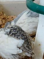 2 tamme chinese dwergkwartels van  9 weken oud, Meerdere dieren, Overige soorten