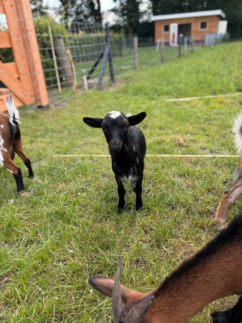 Super mooi bokje tekoop, Dieren en Toebehoren, Schapen, Geiten en Varkens, Geit, Mannelijk, 0 tot 2 jaar