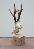 Mooi gebleekte zesender REE SCHEDEL op houten sokkel (# 4), Verzamelen, Ophalen of Verzenden, Nieuw, Hert, Gewei of Kop