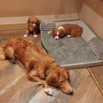 Nova Scotia Duck Tolling Retriever pups, 8 tot 15 weken, Meerdere, Nederland, Particulier
