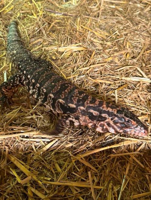 Teju, Dieren en Toebehoren, Reptielen en Amfibieën, Hagedis, 0 tot 2 jaar, Tam