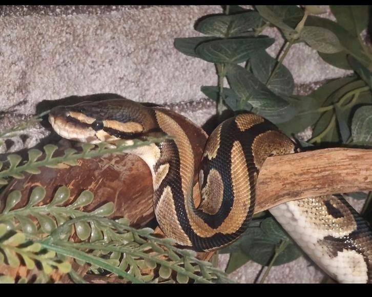 Lieve koningspython ZSMW