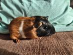 Joenge cavia (zeugje), Dieren en Toebehoren, Knaagdieren, Cavia, Vrouwelijk, Tam, Oktober