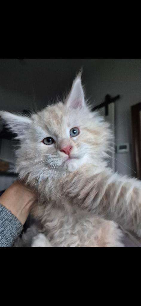 Maine coon boy, Dieren en Toebehoren, Katten en Kittens | Raskatten | Langhaar, Meerdere dieren, 0 tot 2 jaar, Ontwormd, Ingeënt