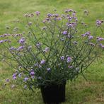 Bio Verbena bonariensis "Lolipop" - Paars, Ophalen of Verzenden, Zomer, Overige soorten, Volle zon