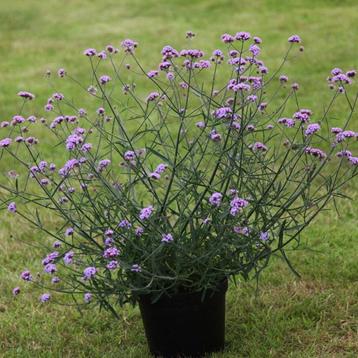Bio Verbena bonariensis "Lolipop" - Paars beschikbaar voor biedingen