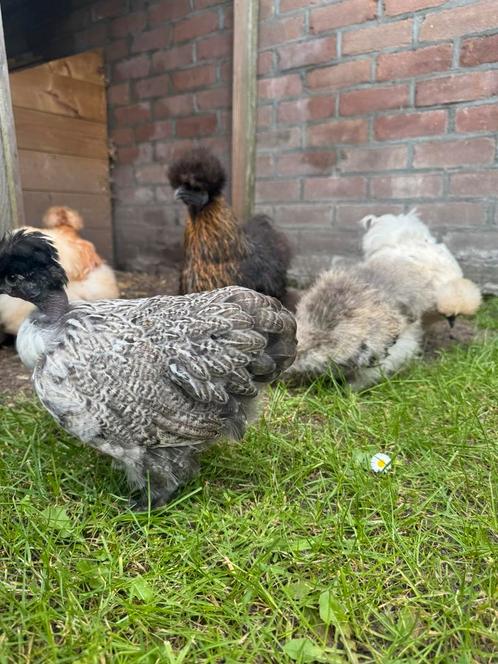 USA zijdehoender, kuifhoender, naakthals en cochin, Dieren en Toebehoren, Pluimvee, Kip, Vrouwelijk