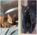 2 katten zoeken nieuwe baasje, Meerdere dieren, Kortharig, 6 jaar of ouder