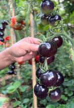 Tomatenzaden - Verschillende Soorten, Tuin en Terras, Bloembollen en Zaden, Ophalen of Verzenden, Voorjaar, Volle zon, Zaad