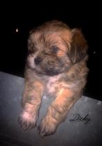 Puppy's, Dieren en Toebehoren, Maltezer, 8 tot 15 weken, Meerdere, Meerdere dieren